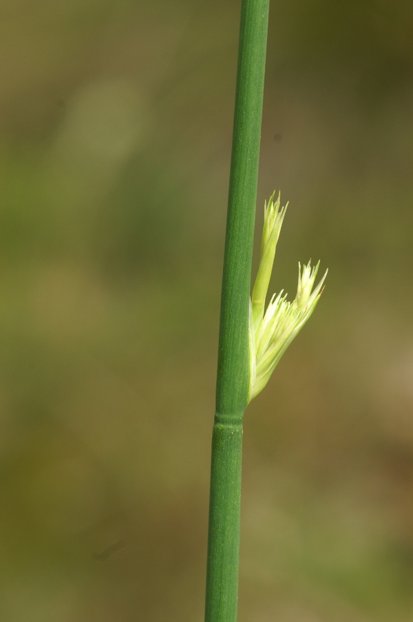 Juncus pallidus